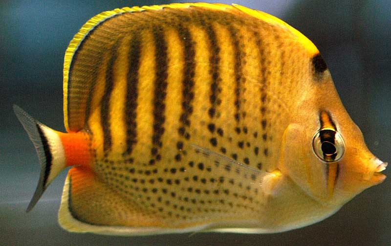 CHAETODON PUNCTATOFASCIATUS
